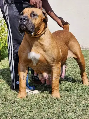 1-3 months Male Purebred Boerboel