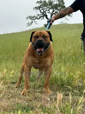 1-3 months Male Purebred Boerboel