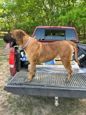 1-3 months Male Purebred Boerboel