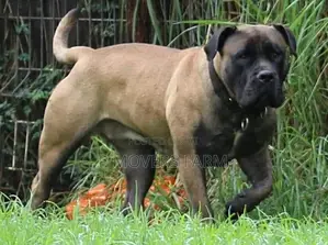 1-3 months Male Purebred Boerboel