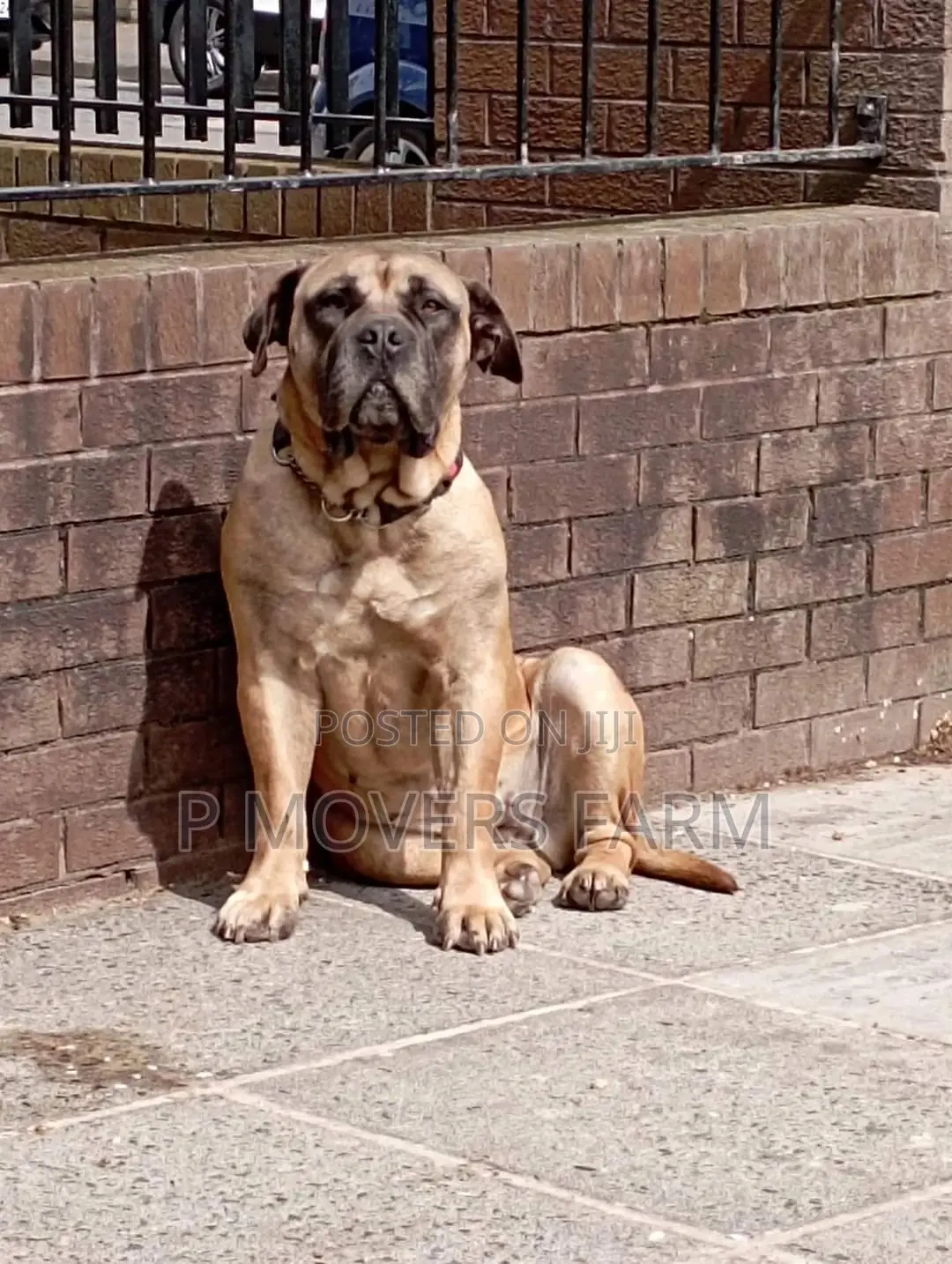 1-3 Months Male Purebred Boerboel
