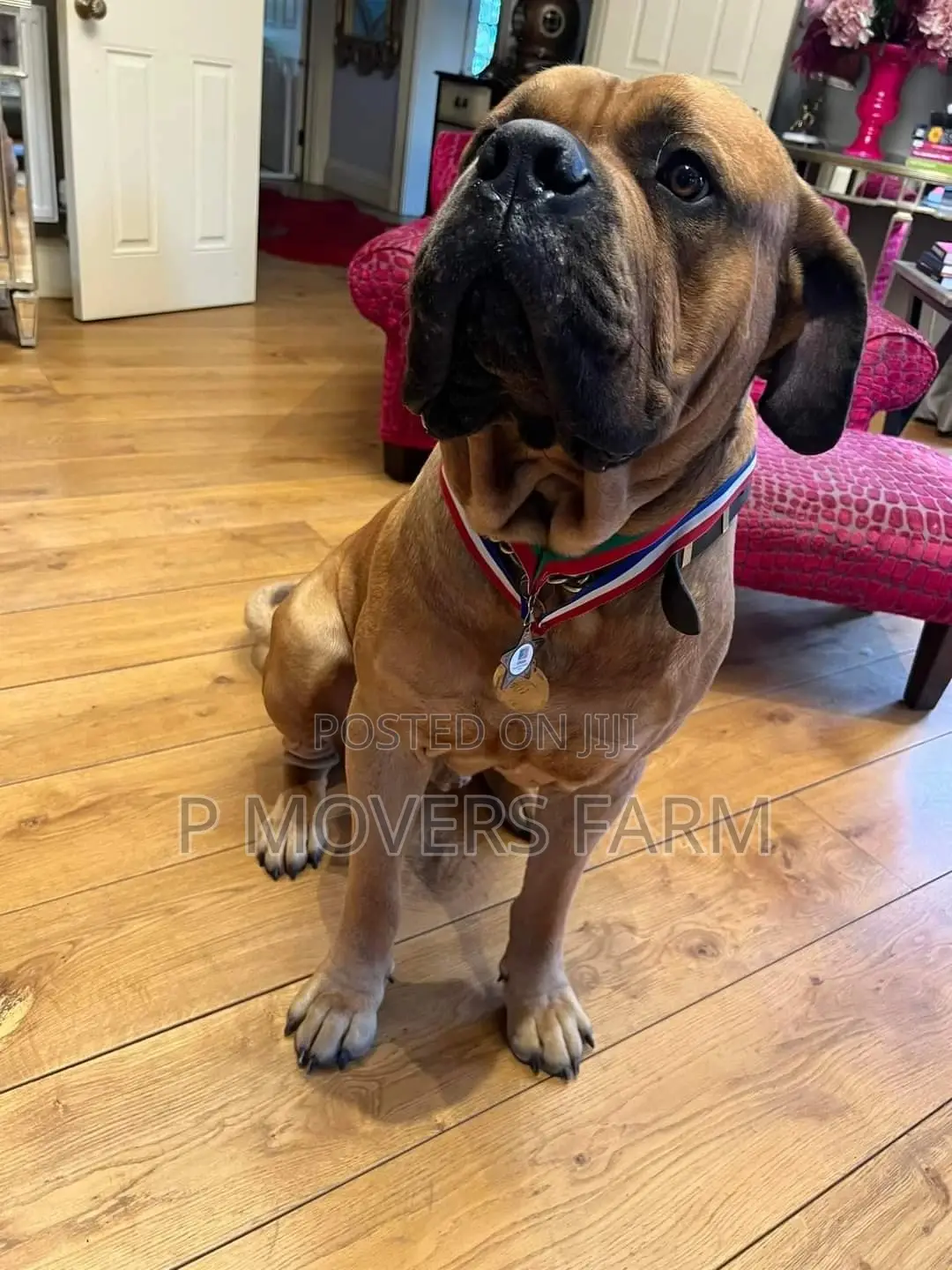 1-3 months Female Purebred Boerboel