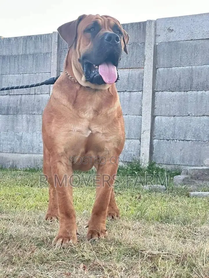 1-3 Months Male Purebred Boerboel