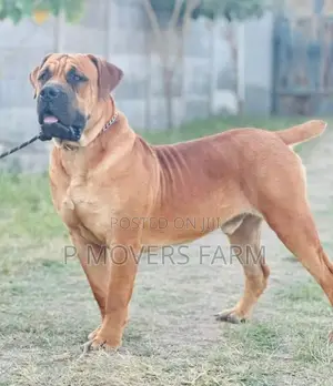 1-3 Months Male Purebred Boerboel