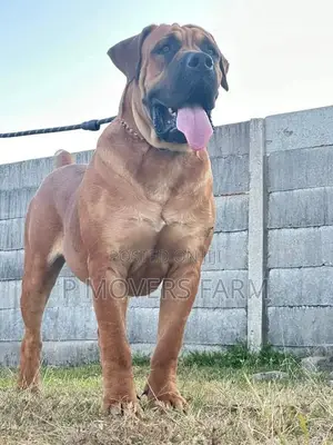 1-3 months Female Purebred Boerboel