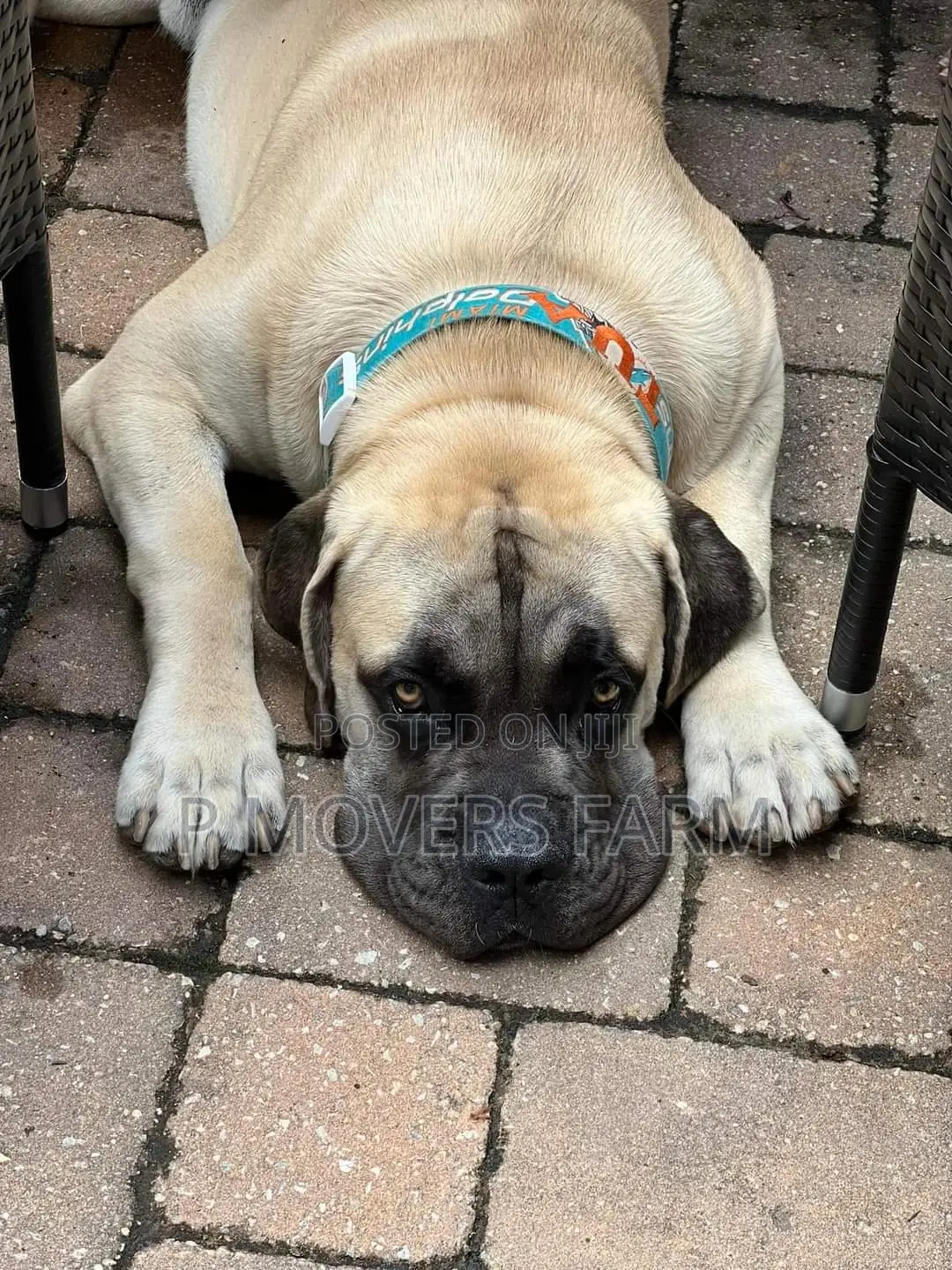 1-3 months Male Purebred Boerboel