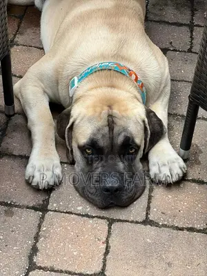 1-3 months Male Purebred Boerboel