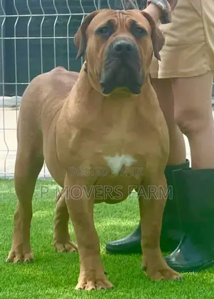 1-3 months Female Purebred Boerboel