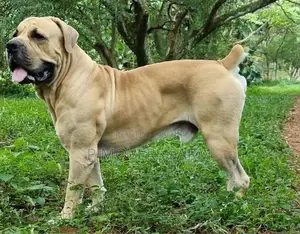 1-3 months Male Purebred Boerboel