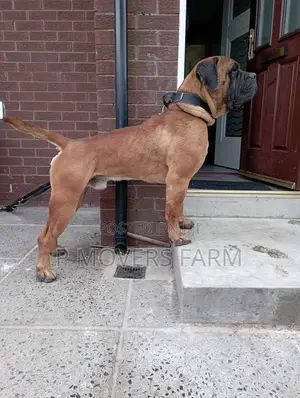 1-3 months Female Purebred Boerboel