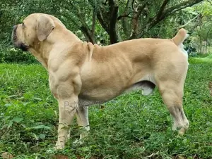 1-3 months Female Purebred Boerboel