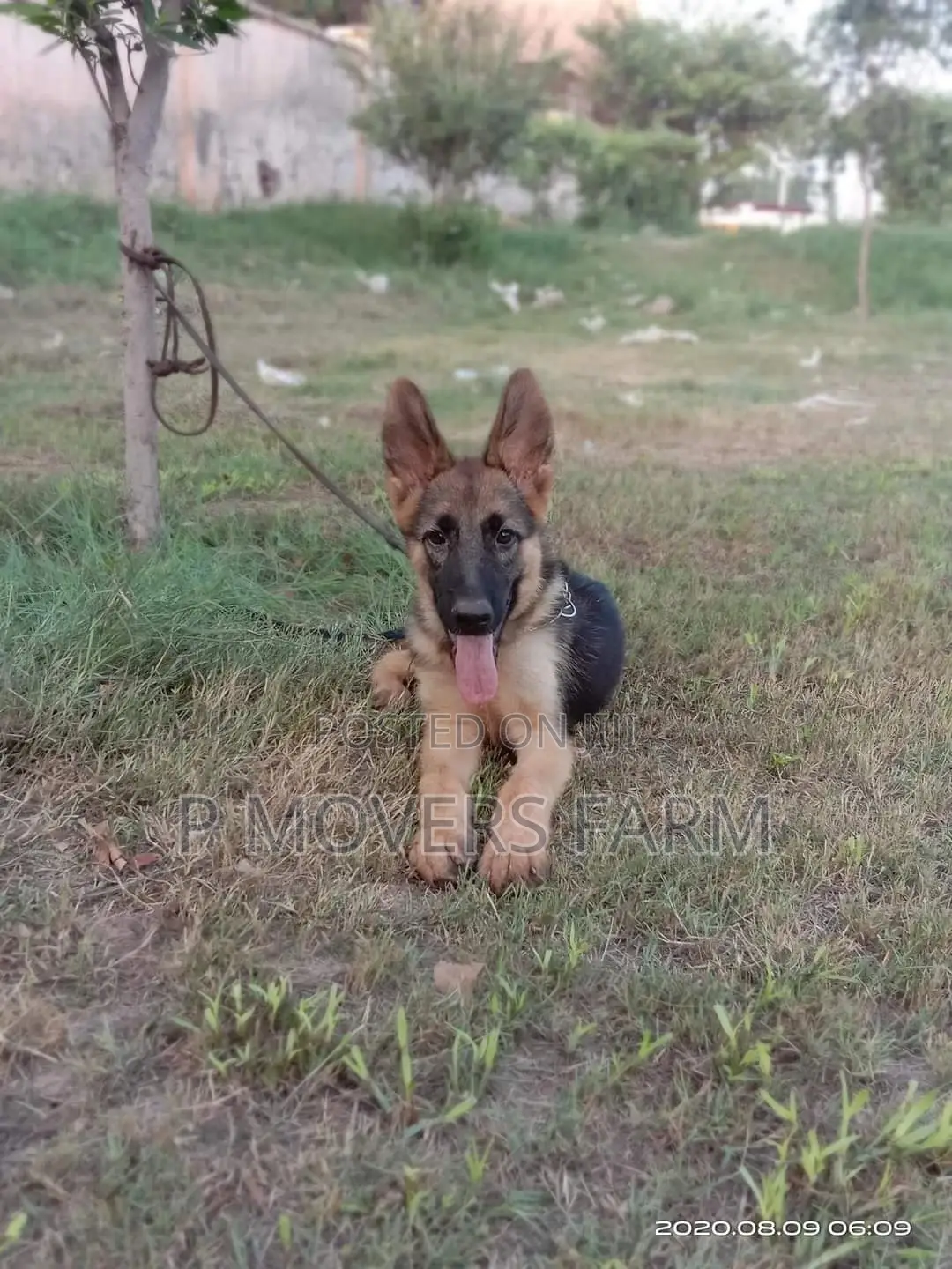 1-3 months Male Purebred German Shepherd