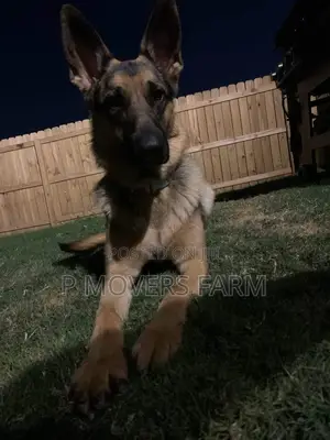 1-3 Months Female Purebred German Shepherd