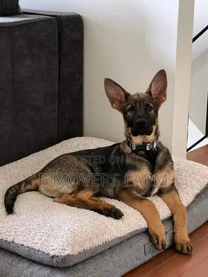 1-3 months Male Purebred German Shepherd