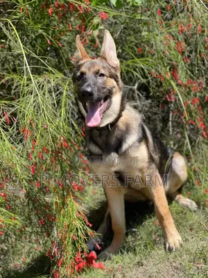1-3 months Female Purebred German Shepherd