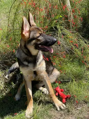 1-3 months Female Purebred German Shepherd