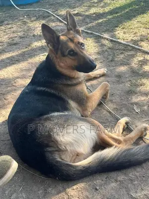 1-3 months Female Purebred German Shepherd