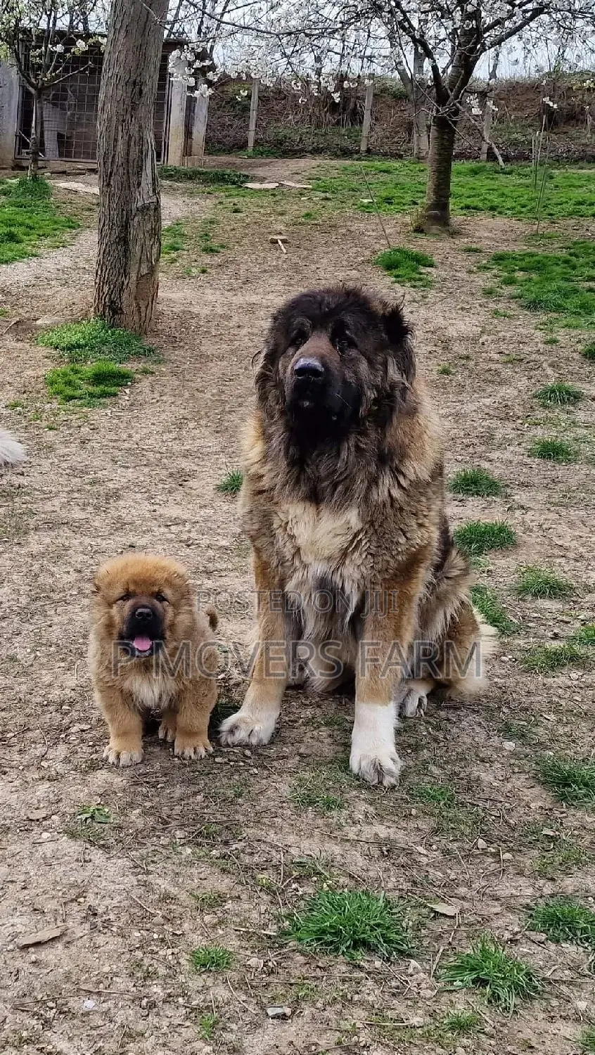 1-3 months Male Purebred Caucasian Shepherd