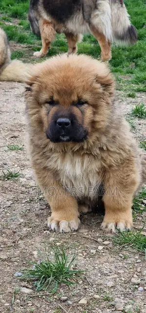 1-3 months Male Purebred Caucasian Shepherd