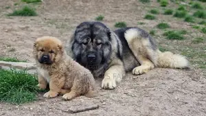 1-3 months Male Purebred Caucasian Shepherd