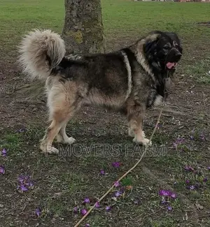 1-3 months Male Purebred Caucasian Shepherd