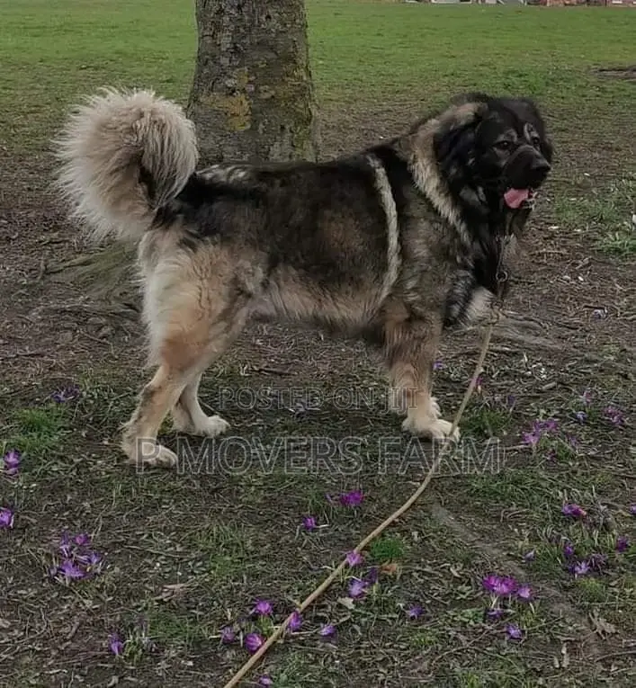 1-3 months Male Purebred Caucasian Shepherd