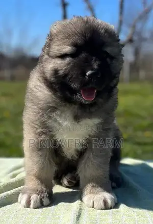 1-3 months Female Purebred Caucasian Shepherd
