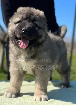 1-3 months Male Purebred Caucasian Shepherd