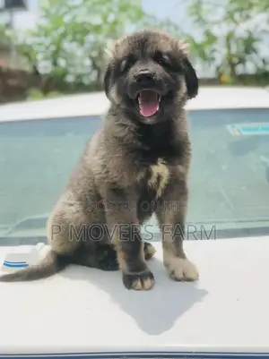 1-3 months Female Purebred Caucasian Shepherd