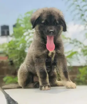 1-3 months Male Purebred Caucasian Shepherd