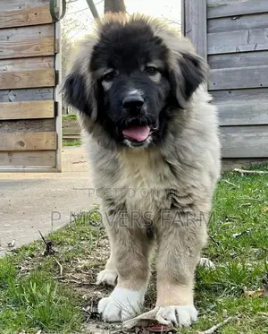 1-3 months Male Purebred Caucasian Shepherd