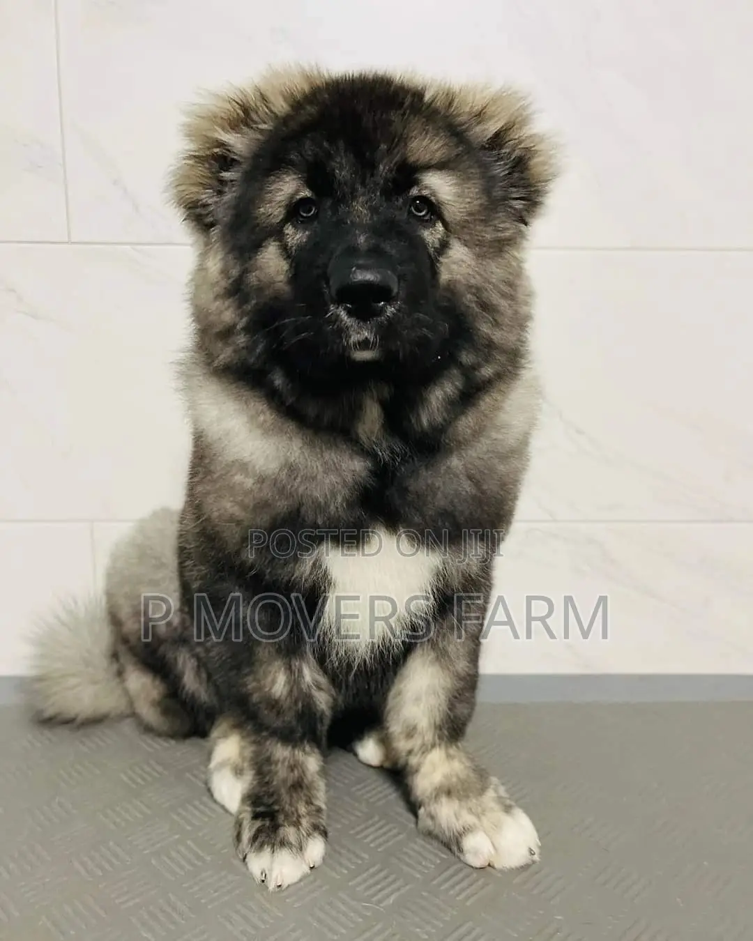 1-3 months Female Purebred Caucasian Shepherd