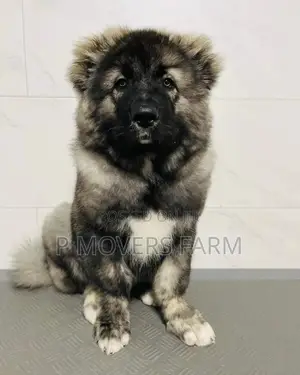 1-3 months Female Purebred Caucasian Shepherd