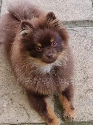 1-3 Months Female Purebred Pomeranian