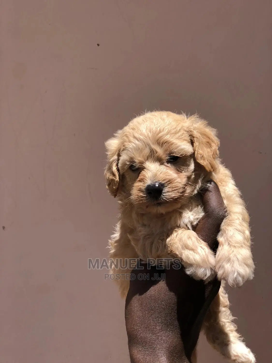 1-3 Months Male Purebred Maltipoo