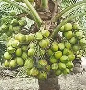 Exotic Dwarf Coconut Seedlings