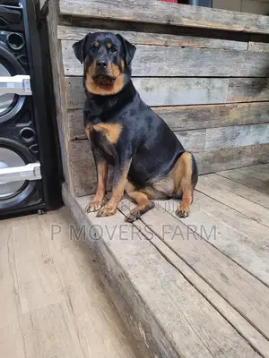 1-3 Months Male Purebred Rottweiler