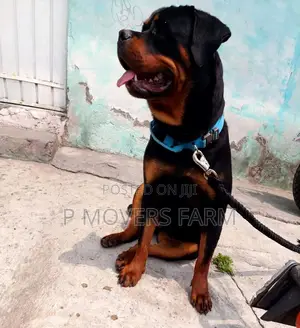 1-3 months Male Purebred Rottweiler