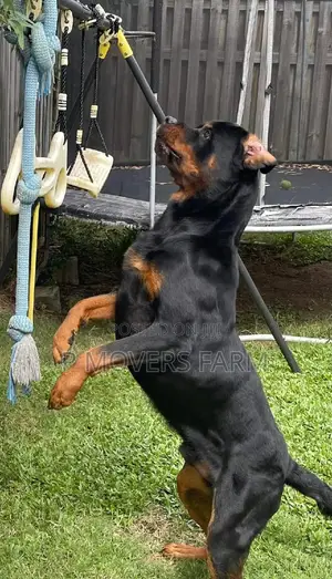 1-3 months Male Purebred Rottweiler