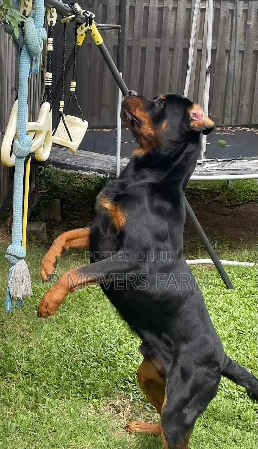 1-3 months Male Purebred Rottweiler