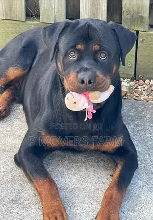 0-1 month Male Purebred Rottweiler