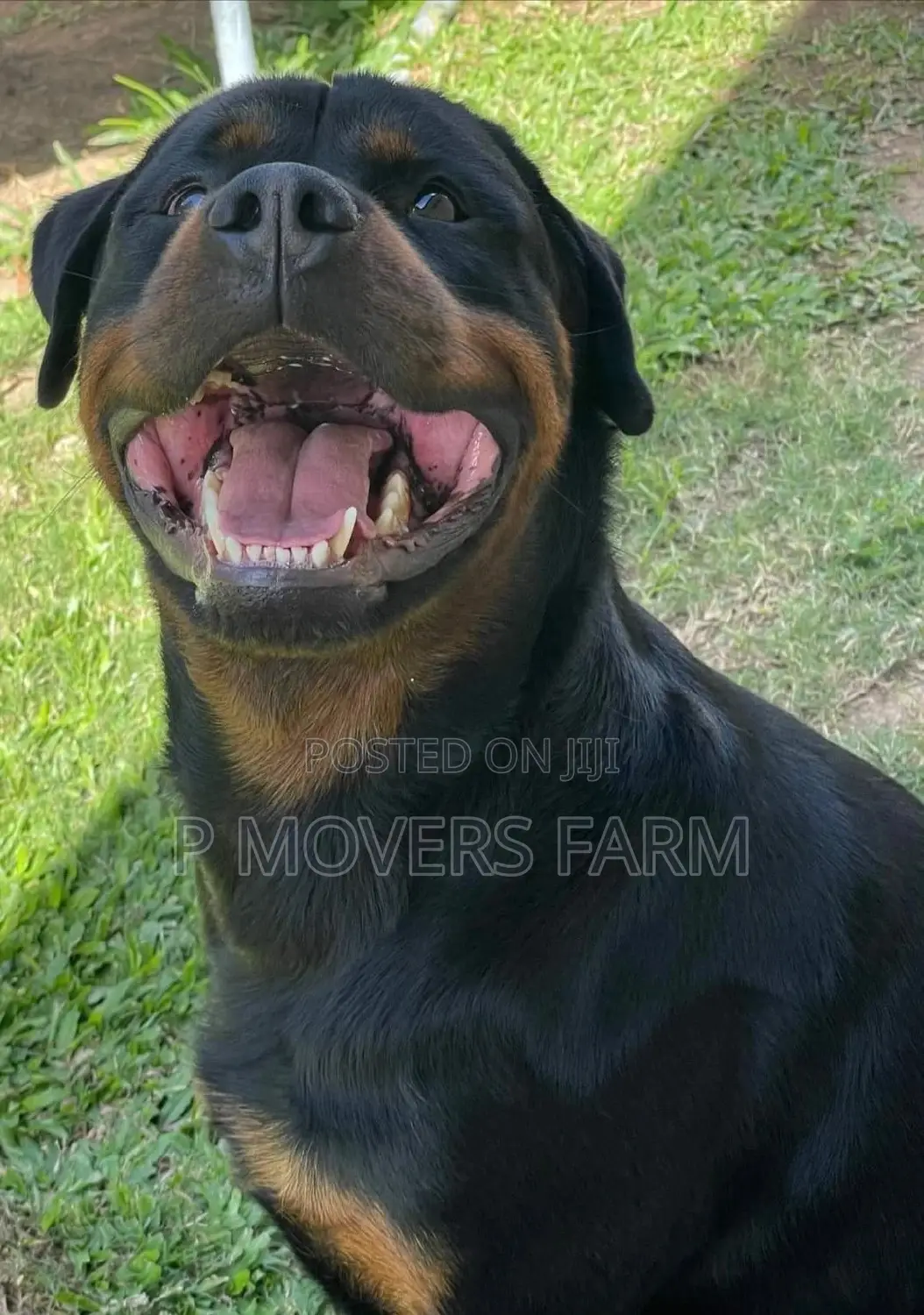 1-3 months Male Purebred Rottweiler