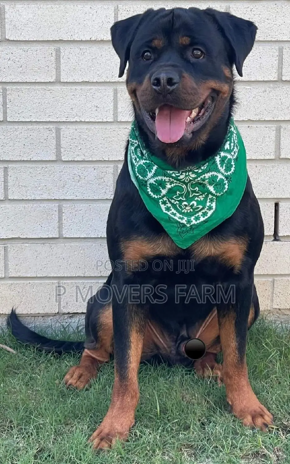 1-3 months Male Purebred Rottweiler