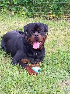1-3 months Male Purebred Rottweiler