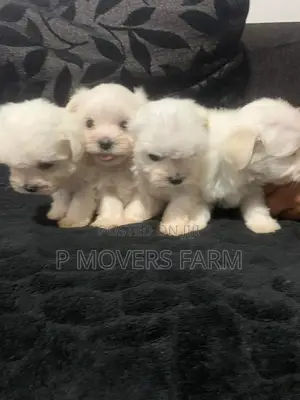 1-3 months Male Purebred Poodle