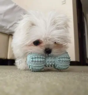 1-3 months Male Purebred Maltese