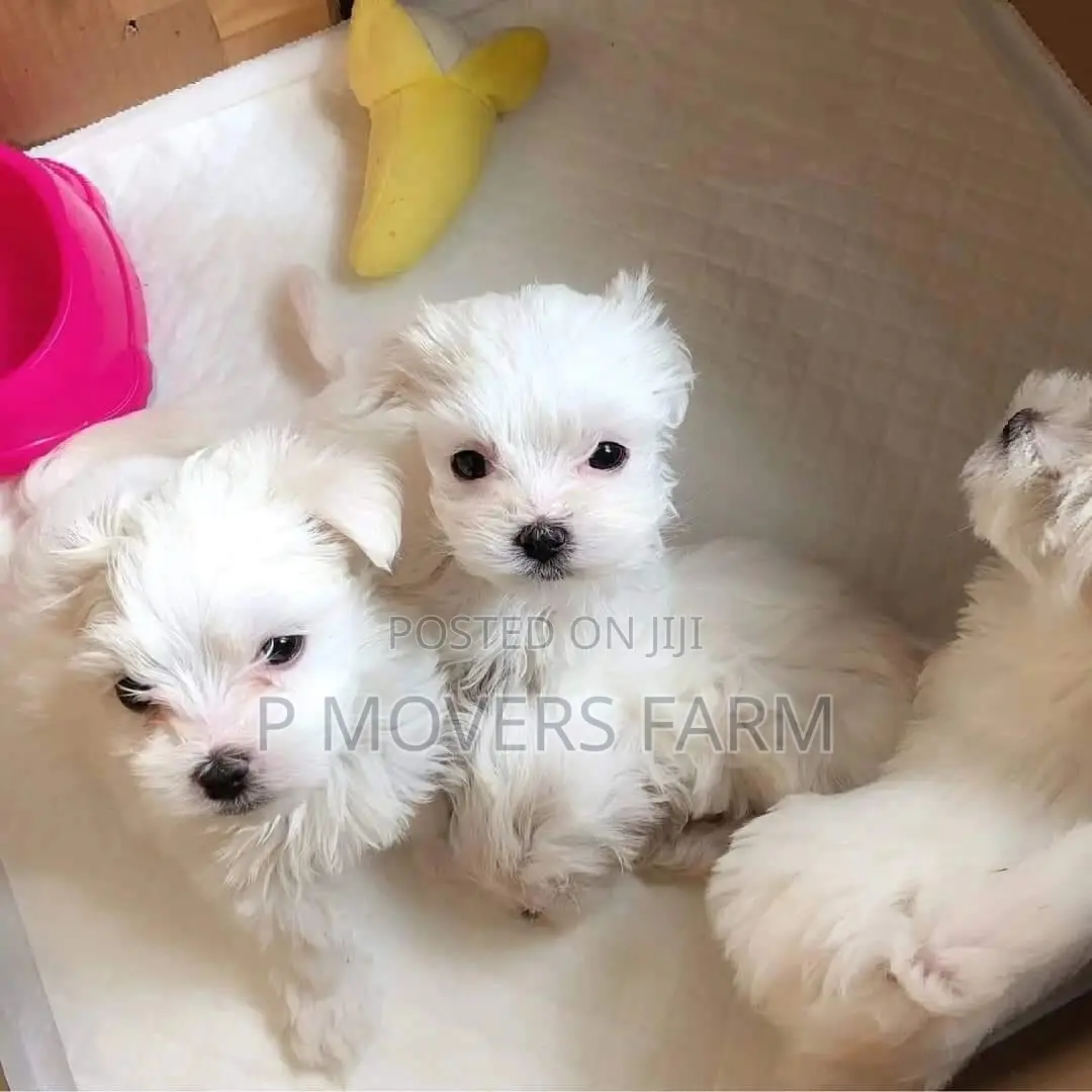 1-3 months Male Purebred Poodle