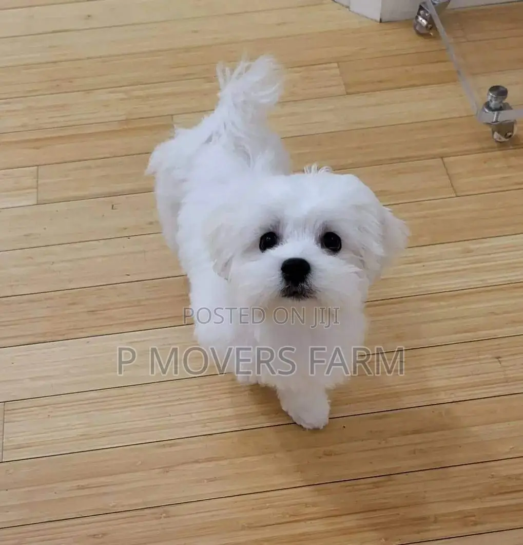 1-3 months Male Purebred Maltese