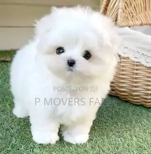 1-3 months Male Purebred Maltese
