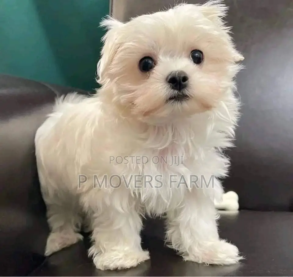 1-3 months Male Purebred Maltese
